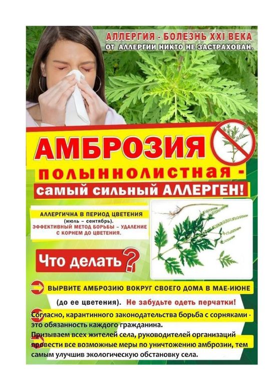 ambroziya samyij silnyij allergen 1